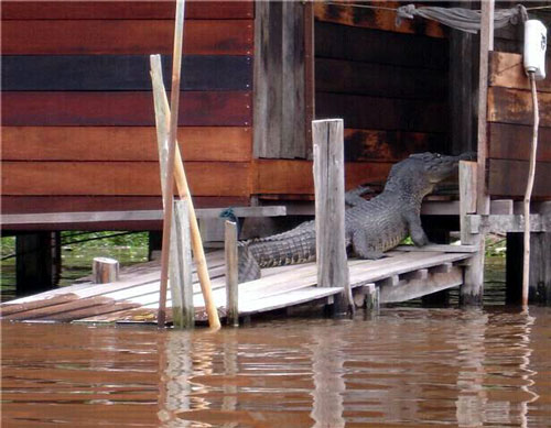 Alligator in Thailand flood