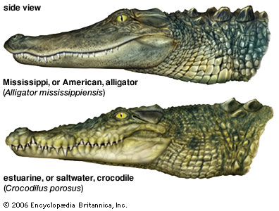 Alligators vs Crocodiles